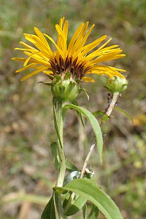 Pentanema salicinum / Irish Fleabane, D Gri&szlig;heim 25.6.2018
