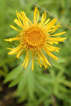 Pentanema salicinum / Irish Fleabane, D Istein 16.7.2019