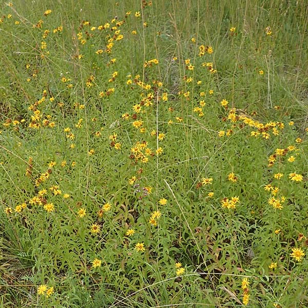 Pentanema salicinum / Irish Fleabane, D Istein 16.7.2019