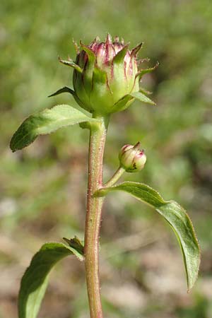 Pentanema salicinum / Irish Fleabane, D Gri&szlig;heim 16.7.2019