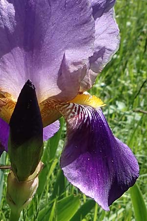 Iris sambucina \ Holunder-Schwertlilie / Elder-Scented Iris, D Weinheim an der Bergstra&szlig;e 25.5.2023