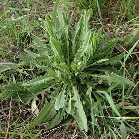 Isatis tinctoria \ F�rber-Waid / Woad, D Birkenheide 14.4.2018