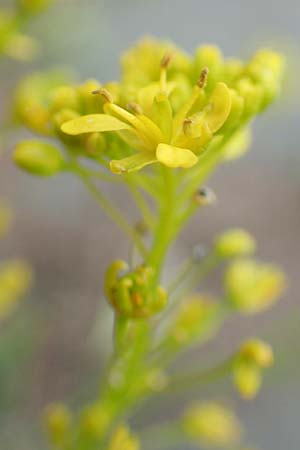 Isatis tinctoria \ F�rber-Waid / Woad, D Mannheim 5.5.2019