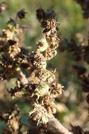 Iva xanthiifolia \ Schlagkraut / Marsh Elder, D Viernheim 29.9.2016
