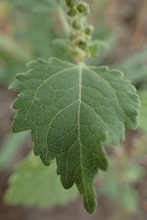 Iva xanthiifolia \ Schlagkraut / Marsh Elder, D Mannheim 30.8.2021