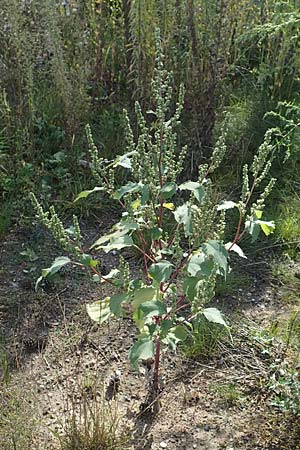 Iva xanthiifolia \ Schlagkraut / Marsh Elder, D Mannheim 17.9.2017