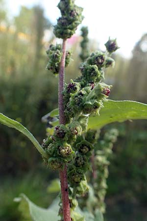 Iva xanthiifolia \ Schlagkraut / Marsh Elder, D Mannheim 17.9.2017