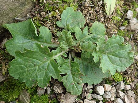 Senecio jacobaea \ Jakobs-Greiskraut, Jakobs-Kreuzkraut, D Bochum 9.9.2020