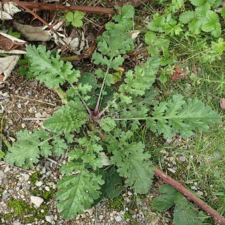 Senecio jacobaea \ Jakobs-Greiskraut, Jakobs-Kreuzkraut, D Bochum 9.9.2020