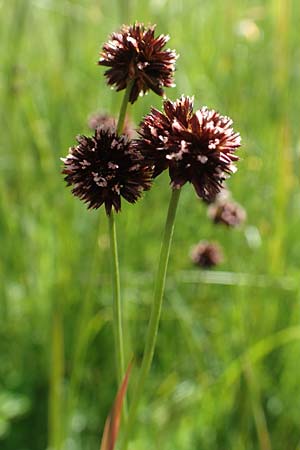 Juncus ensifolius, Schwertbl&auml;ttrige Binse, Zwerg-Binse