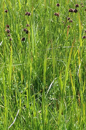 Juncus ensifolius, Schwertbl&auml;ttrige Binse, Zwerg-Binse