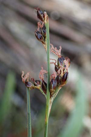Juncus gerardii, Saltmeadow Rush