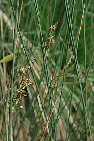 Juncus inflexus, Blaugr&uuml;ne Binse