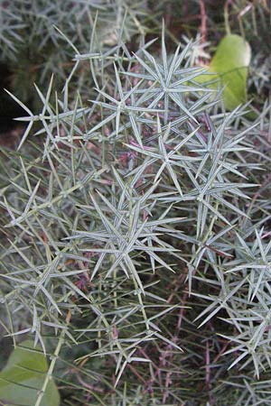 Juniperus oxycedrus \ Zedern-Wacholder / Prickly Juniper, D Botan. Gar.  Universit.  Mainz 4.8.2007