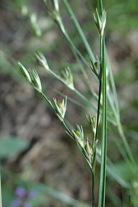 Juncus tenuis \ Zarte Binse / Slender Rush, D Bad K&ouml;nig 20.7.2024