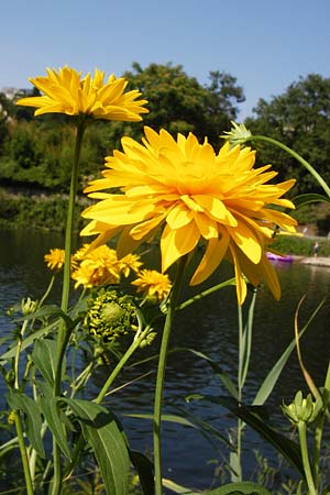Rudbeckia laciniata \ Schlitzbl�ttriger Sonnenhut, Hoher Sonnenhut, D Runkel an der Lahn 1.8.2015