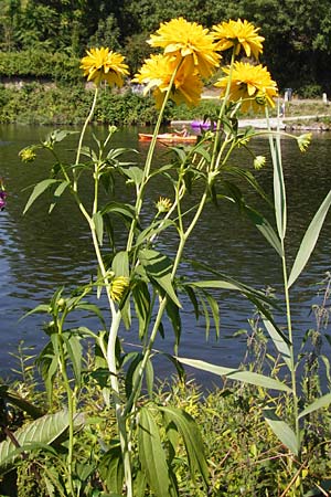 Rudbeckia laciniata \ Schlitzbl�ttriger Sonnenhut, Hoher Sonnenhut, D Runkel an der Lahn 1.8.2015