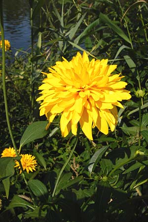 Rudbeckia laciniata \ Schlitzbl�ttriger Sonnenhut, Hoher Sonnenhut, D Runkel an der Lahn 1.8.2015