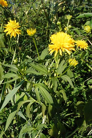Rudbeckia laciniata \ Schlitzbl�ttriger Sonnenhut, Hoher Sonnenhut, D Runkel an der Lahn 1.8.2015