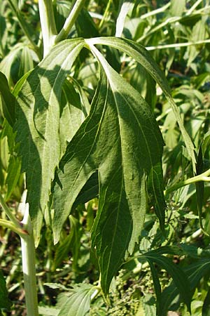 Rudbeckia laciniata \ Schlitzbl�ttriger Sonnenhut, Hoher Sonnenhut, D Runkel an der Lahn 1.8.2015