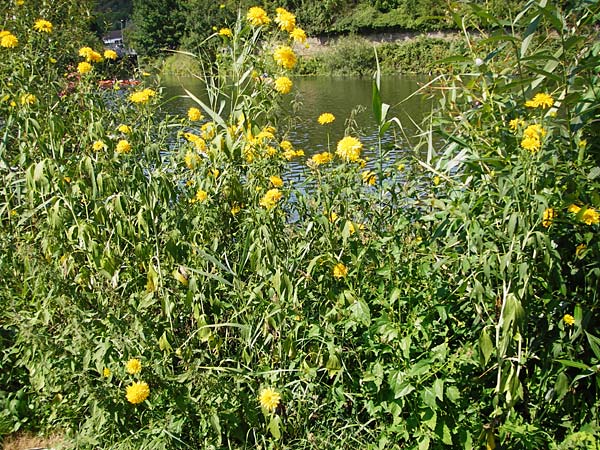 Rudbeckia laciniata \ Schlitzbl�ttriger Sonnenhut, Hoher Sonnenhut, D Runkel an der Lahn 1.8.2015