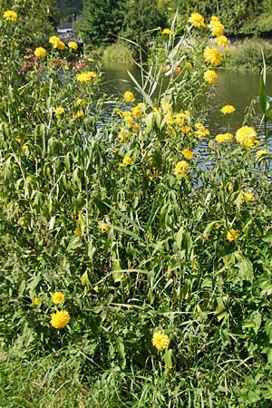 Rudbeckia laciniata \ Schlitzbl�ttriger Sonnenhut, Hoher Sonnenhut, D Runkel an der Lahn 1.8.2015