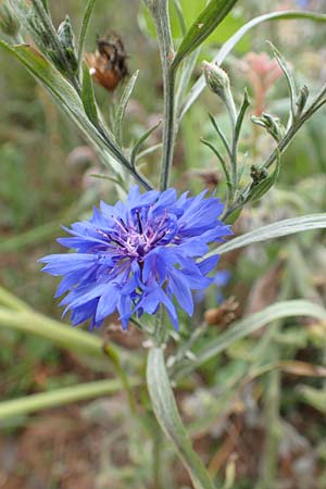 Centaurea cyanus \ Kornblume / Cornflower, D Mosbach-Eisenbusch 8.9.2015