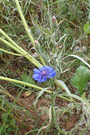 Centaurea cyanus \ Kornblume / Cornflower, D Mosbach-Eisenbusch 8.9.2015