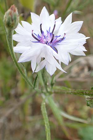 Centaurea cyanus \ Kornblume / Cornflower, D Mosbach-Eisenbusch 8.9.2015
