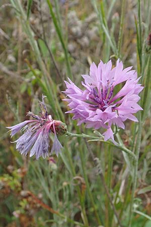 Centaurea cyanus \ Kornblume / Cornflower, D Mosbach-Eisenbusch 8.9.2015