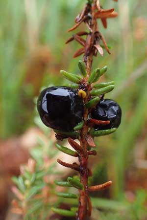 Empetrum nigrum \ Kr�henbeere, Rauschbeere / Crow Berry, D Neum&uuml;nster, Dosenmoor 16.9.2021