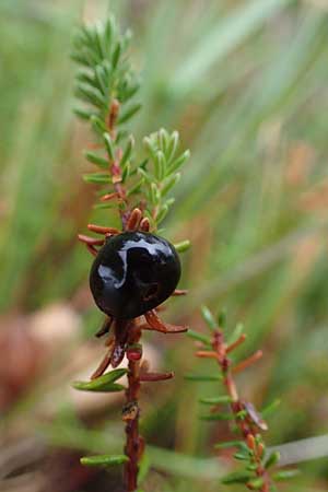 Empetrum nigrum \ Kr�henbeere, Rauschbeere / Crow Berry, D Neum&uuml;nster, Dosenmoor 16.9.2021