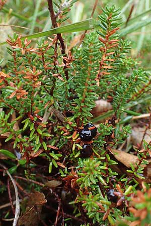 Empetrum nigrum \ Kr�henbeere, Rauschbeere / Crow Berry, D Neum&uuml;nster, Dosenmoor 16.9.2021