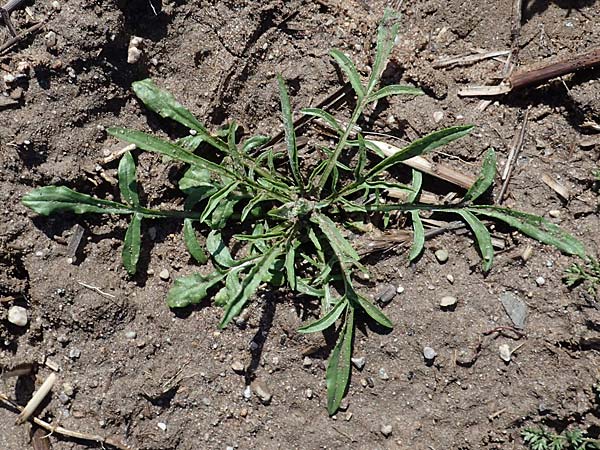 Centaurea cyanus \ Kornblume / Cornflower, D Wagh&auml;usel-Kirrlach 9.4.2022