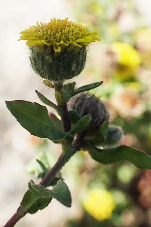 Pulicaria vulgaris \ Kleines Flohkraut / Small Fleabane, D Sachsen-Anhalt, Havelberg 18.9.2020