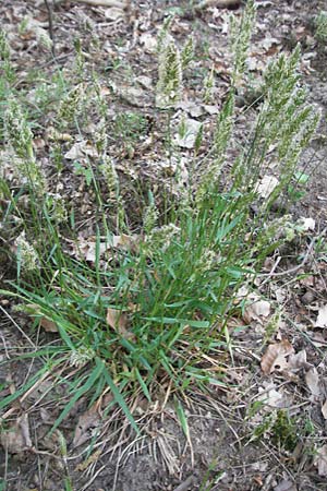Anthoxanthum odoratum \ Gew�hnliches Ruch-Gras / Sweet Vernal Grass, D Sandhausen 23.4.2007