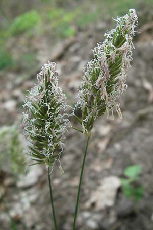Anthoxanthum odoratum \ Gew�hnliches Ruch-Gras / Sweet Vernal Grass, D Sandhausen 23.4.2007