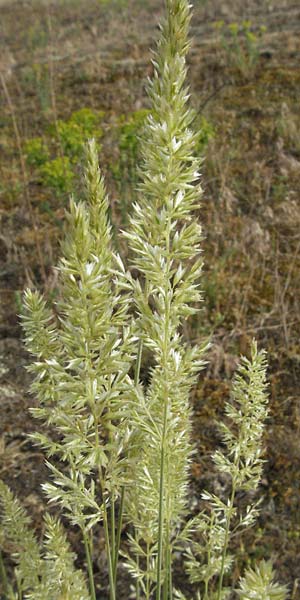 Koeleria glauca \ Blaugr�nes Schillergras / Blue Hair Grass, D Sandhausen 25.5.2007