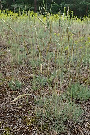 Koeleria glauca \ Blaugr�nes Schillergras / Blue Hair Grass, D Seeheim an der Bergstra&szlig;e 12.6.2019