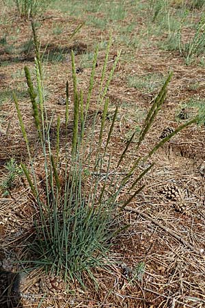 Koeleria glauca \ Blaugr�nes Schillergras / Blue Hair Grass, D Jugenheim an der Bergstra&szlig;e 12.5.2020