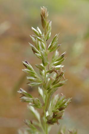 Koeleria glauca, Blue Moss