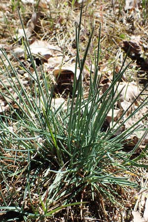 Koeleria glauca \ Blaugr�nes Schillergras / Blue Hair Grass, D Mannheim 26.4.2021