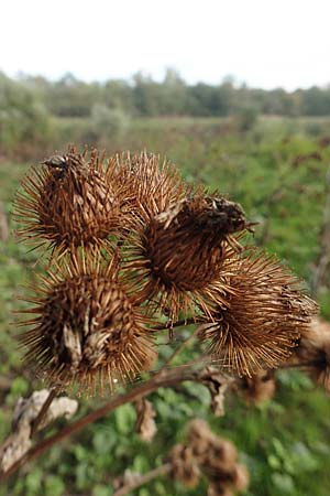 Arctium minus / Lesser Burdock, D Mannheim 24.10.2019