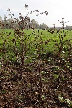 Arctium minus / Lesser Burdock, D Mannheim 24.10.2019
