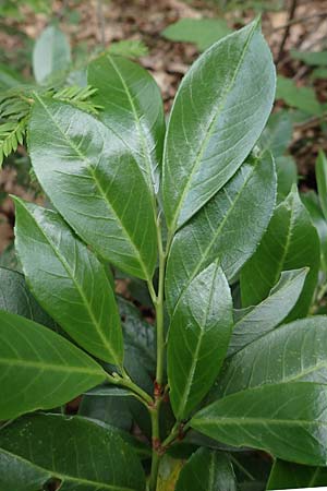 Kalmia angustifolia \ Schmalbl�ttrige Lorbeerrose / Dwarf Mountain Laurel, D Steinfurt 13.6.2019