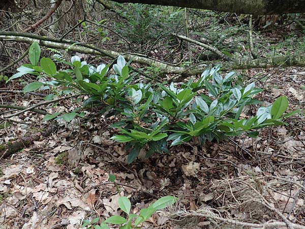 Kalmia angustifolia \ Schmalbl�ttrige Lorbeerrose / Dwarf Mountain Laurel, D Steinfurt 13.6.2019