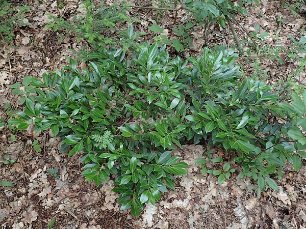 Kalmia angustifolia \ Schmalbl�ttrige Lorbeerrose / Dwarf Mountain Laurel, D Steinfurt 13.6.2019
