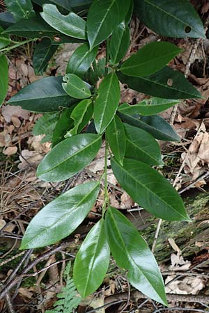 Kalmia angustifolia \ Schmalbl�ttrige Lorbeerrose / Dwarf Mountain Laurel, D Steinfurt 13.6.2019