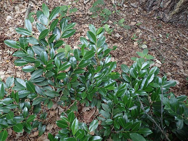 Kalmia angustifolia \ Schmalbl�ttrige Lorbeerrose / Dwarf Mountain Laurel, D Steinfurt 13.6.2019