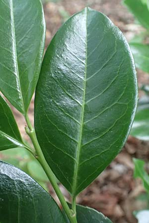 Kalmia angustifolia, Schmalbl&auml;ttrige Lorbeerrose